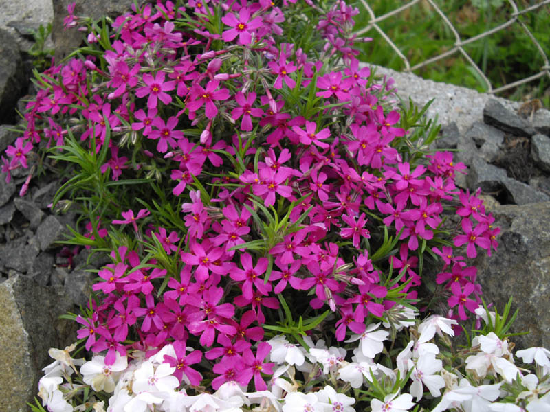 Phlox subulata 'Temiskaming' photo